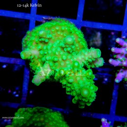 Coral Esqueje Acropora Verde Flúor