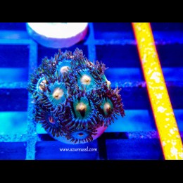 Coral Zoanthus Blowpop Azul Amarillo BS 2-5 Pólipos