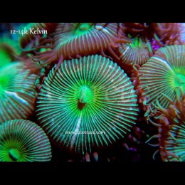 Coral Protopalythoa sp Verde Intenso Esqueje Frag