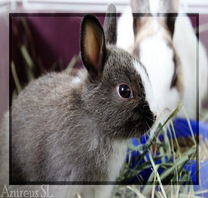 ¿Realmente es tan importante vacunar a nuestros conejos?