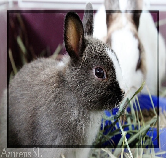 Vacunación conejos: ¿realmente es necesaria? - Azureus