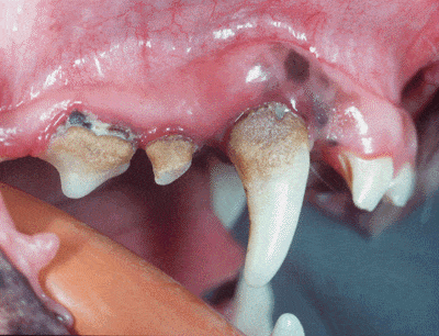 Enfermedad periodontal que muestra afectación y retracción de la encía y una exposición del diente que no debería existir, aparte del acúmulo de sarro.