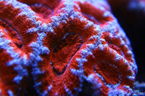 Una pasada de pólipos rojos los de estas acans. Este coral LPS nos deleitará sacando sus pólipos (se pueden ver los puntos blancos alrededor de la boca) en cuanto note comida en el agua.