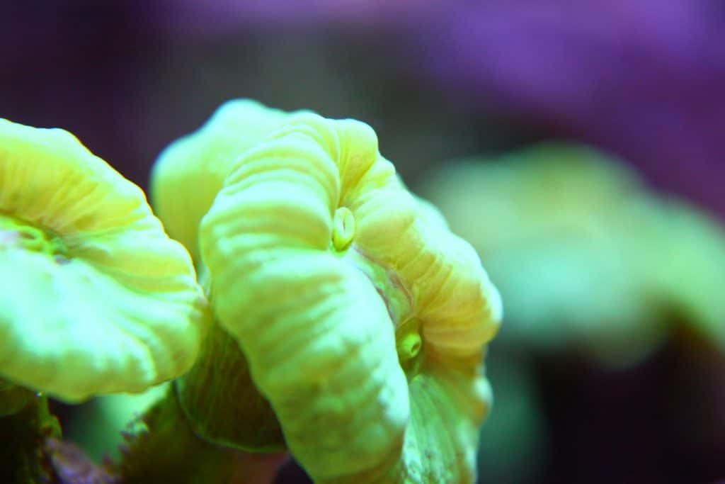 Estas caulas están a punto de dividirse. Este coral LPS hace las delicias de los acuarios tranquilos, ya que en ellos se hincha y sus cabezas se reproducen a una velocidad asombrosa si se les alimenta con congelados y comida en gránulos.