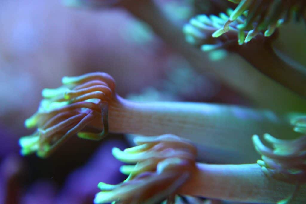 Detalle Macro de los pólipos mecidos por la corriente de un coral LPS: una goniopora en nuestro acuario de corales. Estos corales son hipnóticos y la alimentación con fito y zooplancton es muy recomendable.