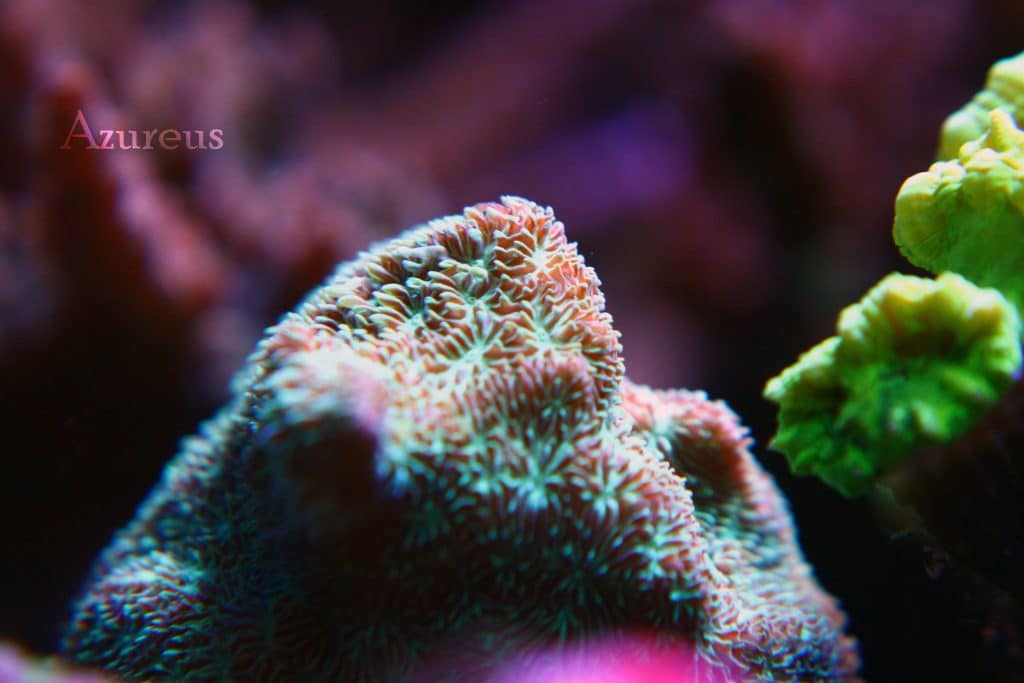 Pavona cactus verde. Estos corales, al igual que las hydnophoras, son capaces de coger alimento a través de su tejido para digerirlo. Son incrustantes y fáciles de mantener.