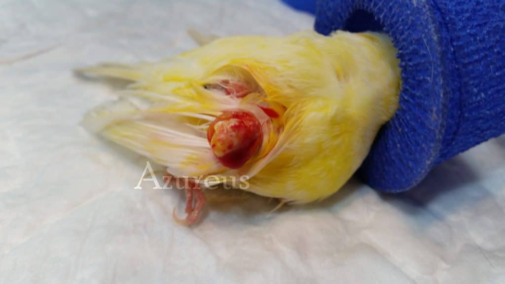 Quiste de pluma en el ala de un canario. La fotografía fue tomada mientras el animal estaba siendo anestesiado para operarlo.