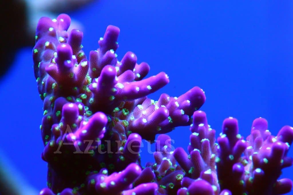 Esquejes de Acropora de tejido malva y pólipo verde ultra creciendo en Azureus. Este es uno de nuestros corales del acuario de exposición, ¡¡y tenemos esquejes disponibles!!