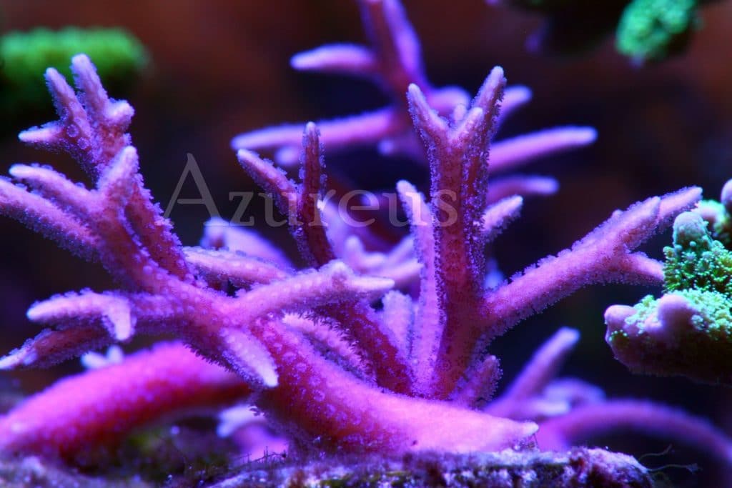Esqueje de Seriatopora histrix rosa (pero rosa rosa). Este coral SPS es de rápido crecimiento y son auténticos adoradores de las luces intensas (y grandes consumidores de Calcio y elementos traza). Son muy bonitos y harán las delicias de cualquier acuario de arrecife con sus entremadas ramas.