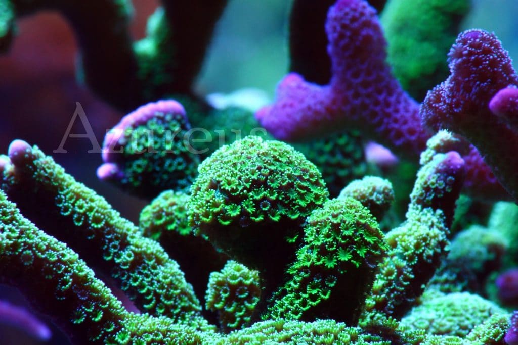 Esqueje de montipora digitata verde ultra, alias "cabezón" :) . Y es que está creciendo de una manera caprichosa este estequeje. Mientras el crecimiento suele ser homogéneo y en ramas, este se ha puesto a engordar y engordar. Y por si no os habéis dado cuenta, mirar los esquejes de monti malv azulada que hay justo detrás :)