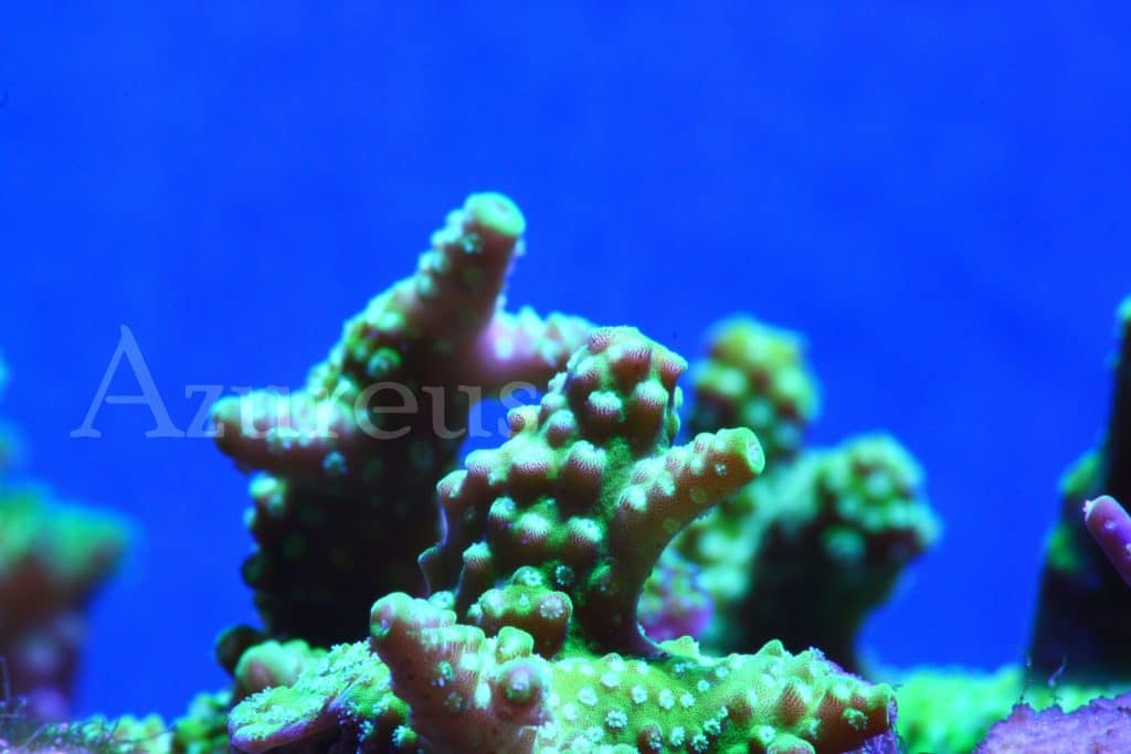 Y más esquejes de acropora verde ultra. Esta vez sin los pólipos extendidos, pero el color del tejido también es flipante :D. Y todos bien agarraditos a la base, para ya estén bien aclimatados y en tus acuarios crezcan mejor y más rápido. Que el cortar y pegar sin más... pues como que no va con nosotros demasiado :D