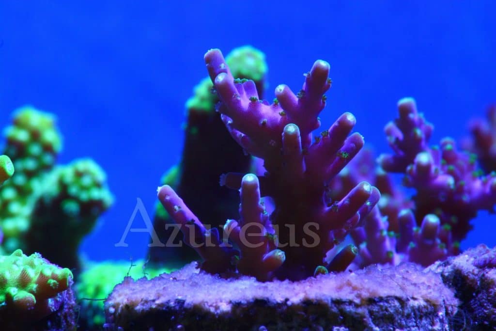 Nuestros esquejes de Acropora malva y pólipo verde ultra. De nuestros esquejes favoritos de acros. Creciendo muy bien y con formas muy bonitas del tejido.