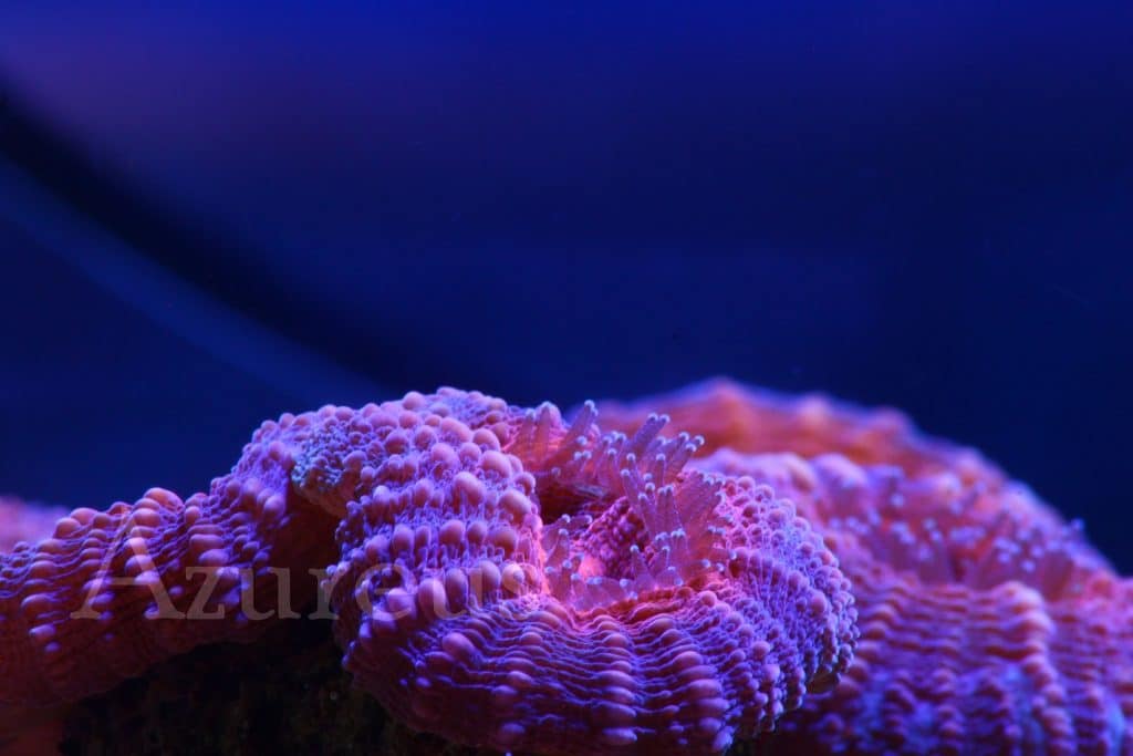 Nuestras lobophyllias en Azureus... Y es que es un coral que nos encanta. Estas en concreto son de color naranja, una auténtica pasada durante las horas de actínico. Si bien es cierto que por el día son discretas, cuando llegan la luz de luna ¡¡no vas a poder dejar de mirarlas!! ¿Ya has visto el vídeo en el que les damos de comer? ;)