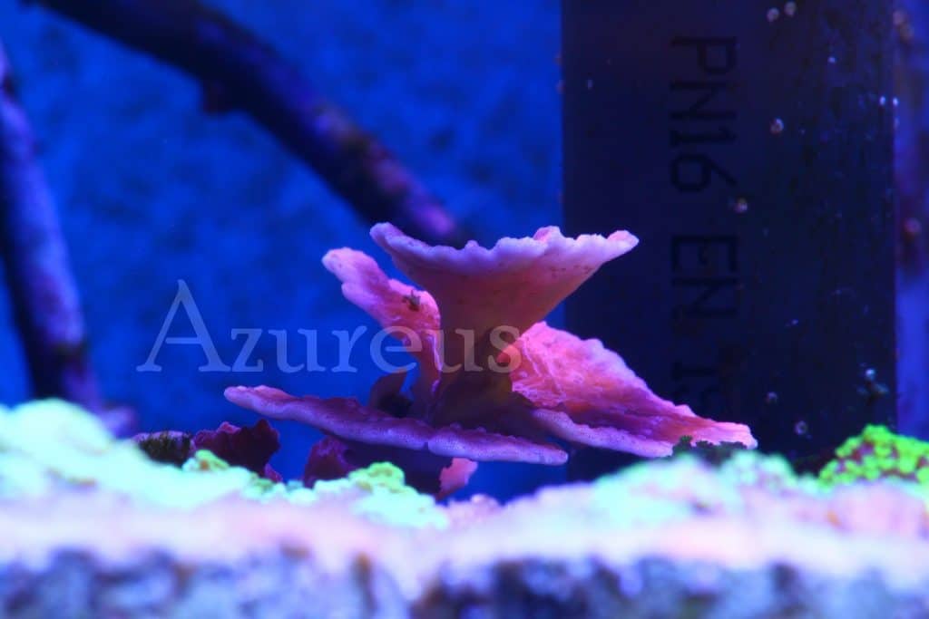 Montipora plato rojo creciendo preciosa :D . El crecimiento de esta monti plato la verdad es que es digno de ver: está creando 3 terrazas a la vez y sacando pólipos por la parte superior del tejido y por la inferior. Una pieza muy muy chula.