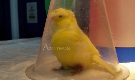 El mismo canarito 1 minuto después de acabar la cirugía, algo borrachín, pero totalmente consciente. En nuestra clínica veterinaria estas operaciones las hacemos con anestesias inhalatorias que son muy seguras.