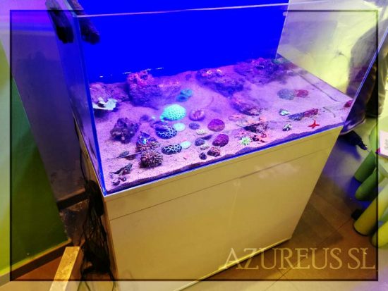 ¿Es realmente una odisea desplazar un acuario? ¡No es tan complicado! Te damos unos consejos para que puedas hacerlo