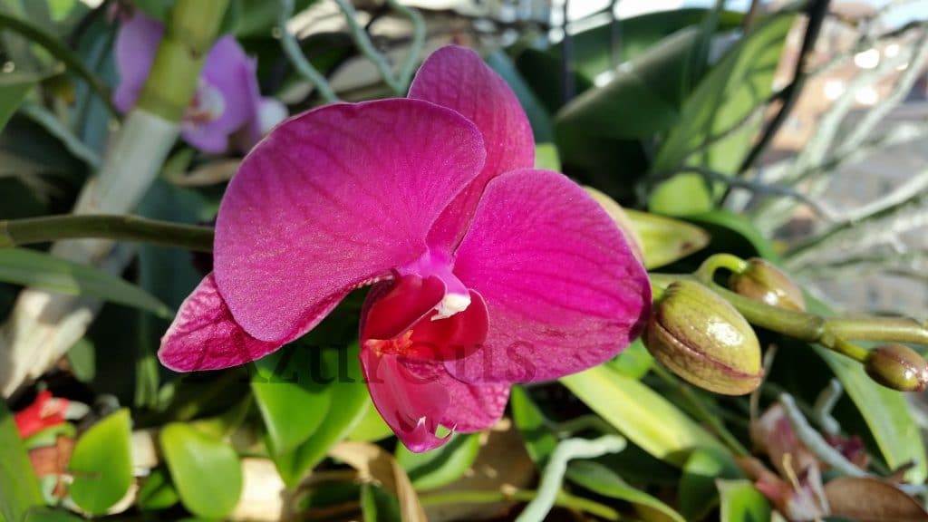 Las orquídeas además de los nitratos y fosfatos del agua agradecerán ser regadas con agua tibia y florecerán antes.