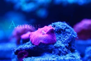 Pues qué queréis que os diga... Ni idea de qué color tiene este discosoma. Lo que sí se es que es Brutalísimo. Es una mezcla entre rosa, malva y púrpura, que con los actínicos es bestial la fluorescencia que produce. Y por el día no se le queda corto, aunque es algo más oscuro que en la foto (la foto está hecha bajo actínicos, sin retoques ;) )