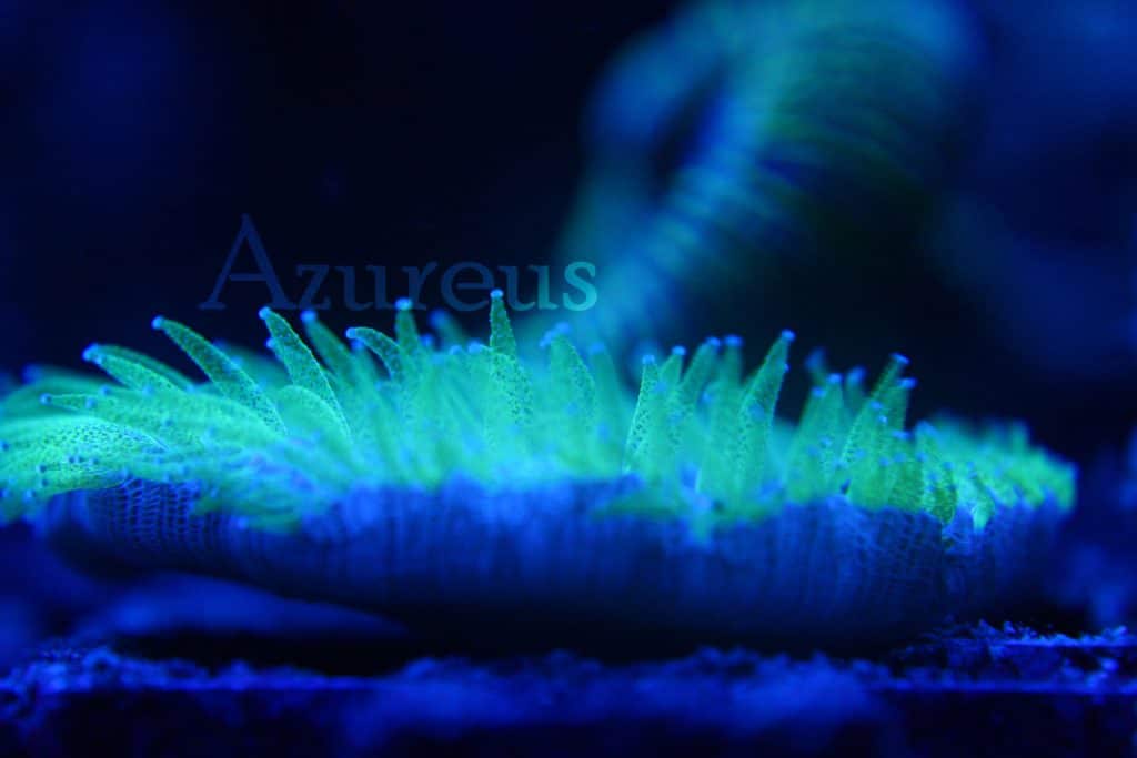Pero con el pólipo verde flúor flúor. Muy bonito el diferente contraste que tiene en la pigmentación de los tentáculos esta fungia. El puntito blanco que véis es el que utiliza el coral para atontar a sus pequeñas presas y poder llevarlas a la boca. Es una maravilla ver cómo se hincha por las noches.