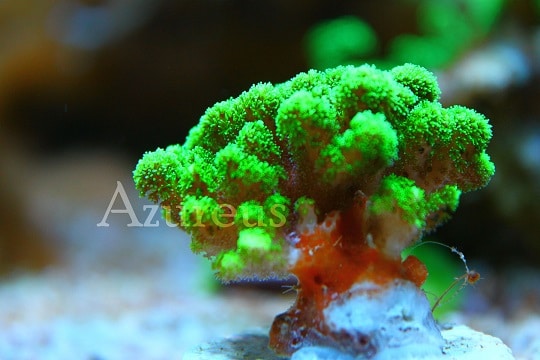 Stock de corales y esquejes en Azureus