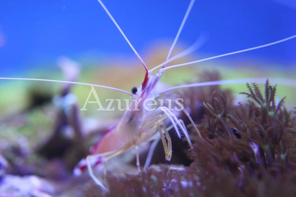 Las Lysmatas amboinensis son animales muy pacíficos que con sus pinzas delanteras (las de color anaranjado que podéis ver en la foto) retiran de la piel de los peces cualquier ectoparásito que pudieran tener. ¡Con las blancas de delante (las que tienen pelitos) lo escanean todo a velocidades increíbles!