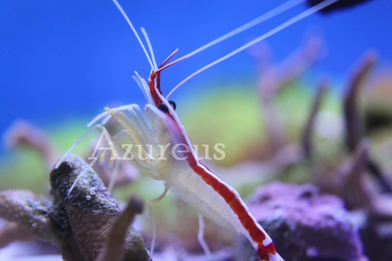 Las Lysmatas amboinensis son animales espectaculares. Son de las más resistentes entre las Lysmatas y pueden llegar a vivir 5-6 años perfectamente. Son las más descaradas y en cuanto huelen algo de comer salen enseguida a pedir más :)