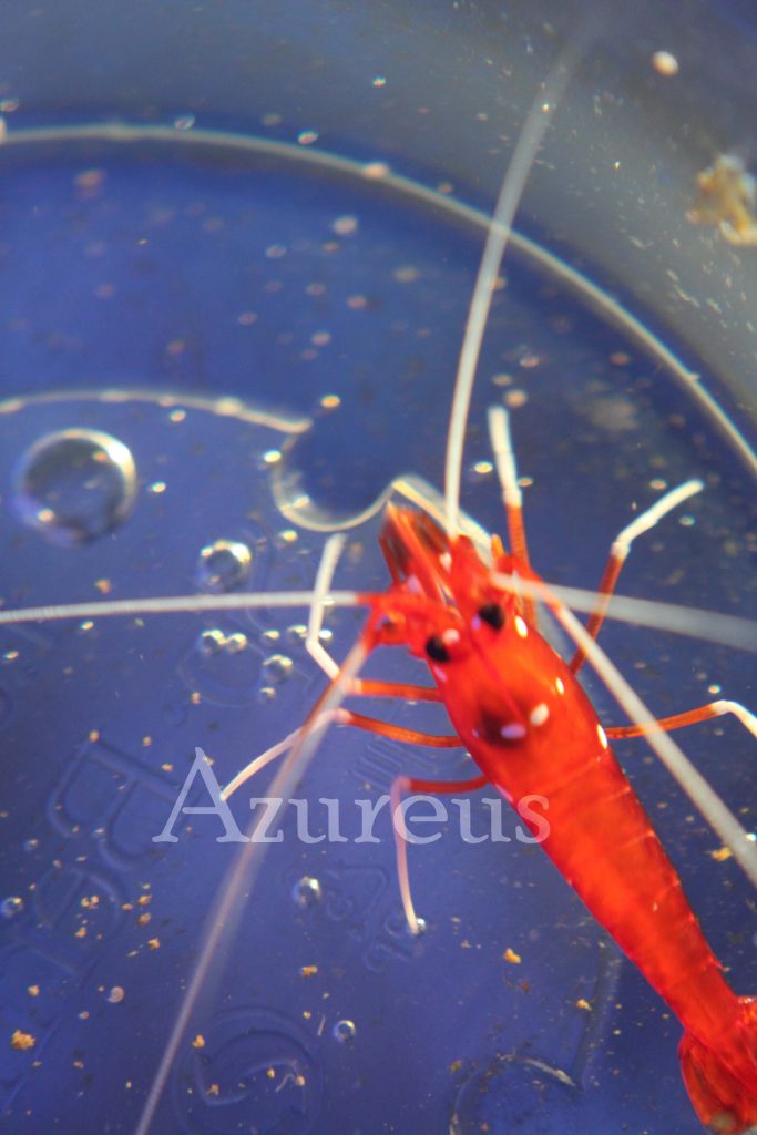 Las Lysmatas debelius son algo más tímidas que sus compis las amboinensis y en el acuario es un poco más difícil verlas. Como máximo, recomendamos tener una por cada 35-40 litros de agua, pues si hay muchas juntas pueden surgir peleas entre ellas. El color rojo que tienen las debelius es sencillamente increíble.