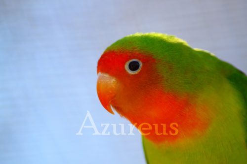 Las aves sanas siempre están alerta. Si ves a tu animal "embolado" o con los ojos entrecerrados muchas veces al día, significa que algo le pasa.