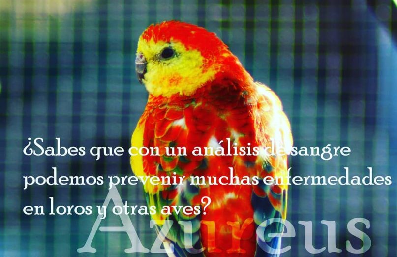 No te pierdas este artículo que hemos preparado para que sepas más acerca de los análisis de sangre que podemos hacer en aves para prevenir enfermedades ;)