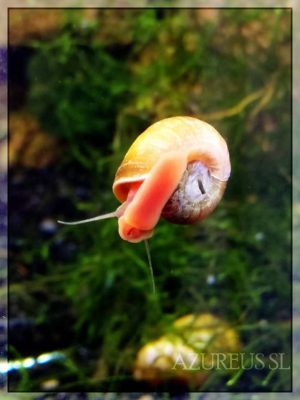 Caracoles planorbis rojos en Azureus de nuevo, por fin!! los tenemos en stock otra vez :D