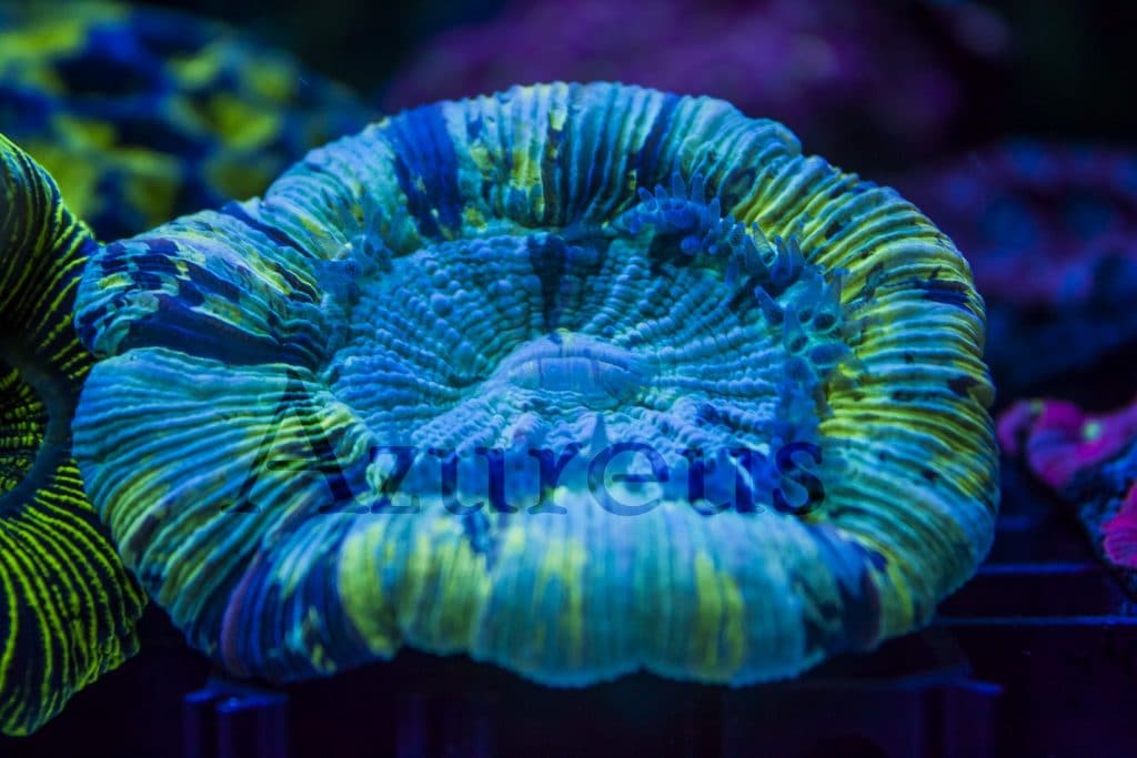 ¡Esta Trachyphillia multicolor nos tiene enamorados! ¡Y come que da gusto verla!