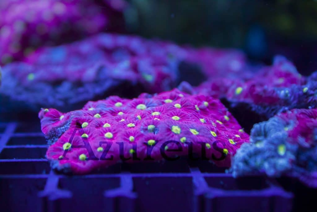 Y estos favites rojos bajo luz actínica se vuelven mitad rojo - mitad púrpuras. Tienen muy buen color y tenemos varios esquejes disponibles :D