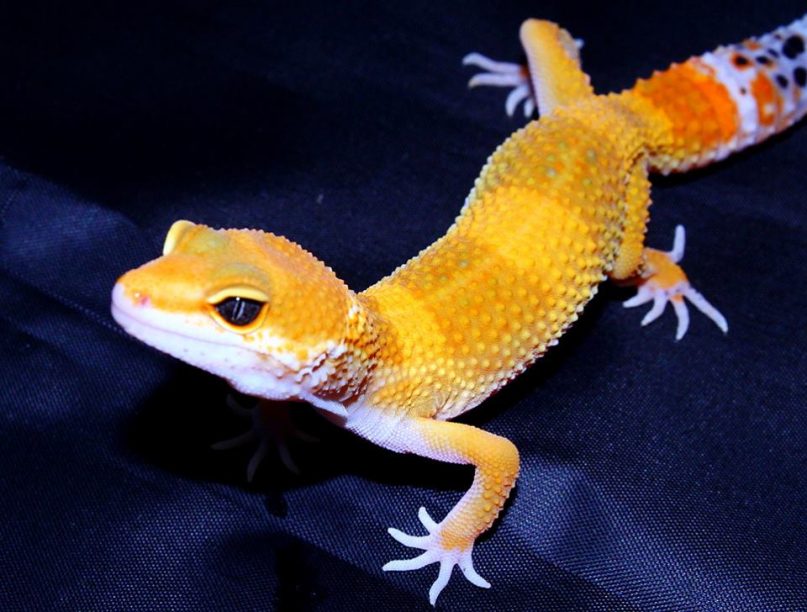 Ya tenemos geckos leopardos disponibles en Azureus. Los high yello carrot tail (super amarillos con cola de zanahoria) son una pasada!!, no te quedes sin verlos!)