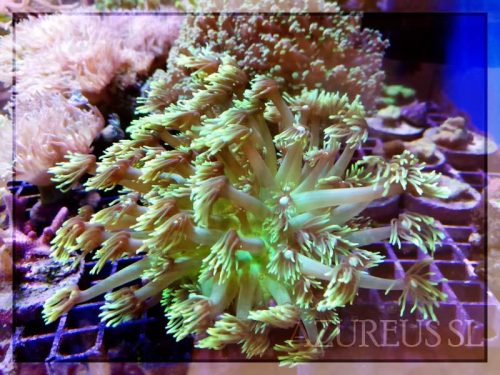 Las gonioporas que han venido en el último pedido se están poniendo supergrandes!! Y no paran de echar pólipos nuevos
