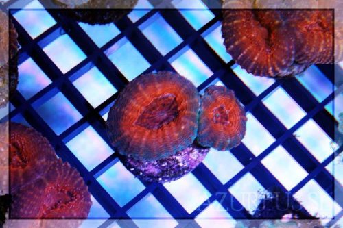 Tenemos un montón de esquejes de Lobophyllias rojas y naranjas esperando a que te las lleves a casa. Crecen y comen que da gusto verlas. Son bastante sencillas de mantener, requieren poca luz y además bajo luces actínicas son INCREIBLES.