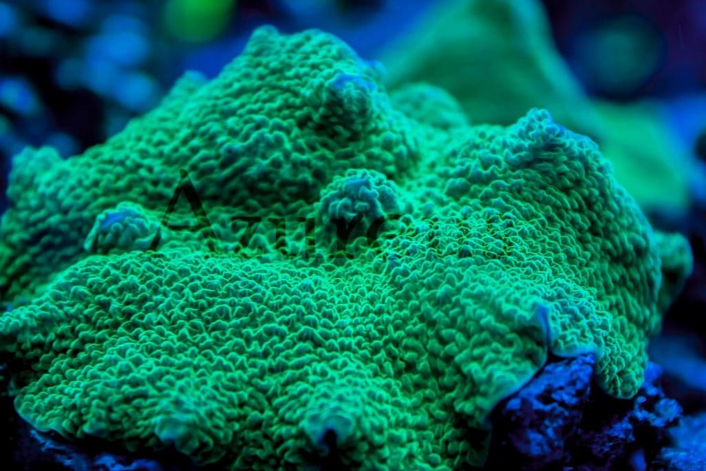 Y volvemos a tener entre nosotros varias piezas de Orejas de Elefante, que muchos nos las habíais pedido. Corales muy fáciles de mantener, blandos, de crecimiento muy lento y ¡con unos colores verdes muy muy guapos!