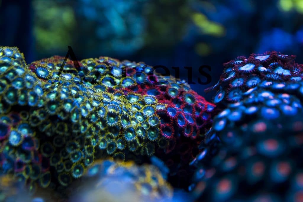 ¡Hemos traído unas piezas de Zoanthus multicolor Premium XL flipantes! ¡Las esquejaremos en breve, estar atentos!