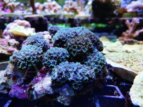 Los Simponium son corales muy pequeñitos y que se van extendiendo por la superficie de la roca. No requieren mucha luz, pues si no se retraen ;) El color azul que tienen es precioso. Y los tenemos en esquejes ;)