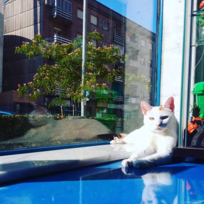 A nuestra Danita le encanta torrarse al sol de Julio a las 4 de la tarde. ¿Y es que hay algún lugar mejor para echarse la siesta en todo Azureus que viendo pasar al personal por la ventana como la vieja del bisillo? :D