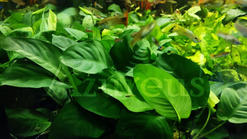 ¡¡Tenemos un montón de plantitas para agua dulce nuevas que han llegado esta semana!! ¡No te las pierdas!