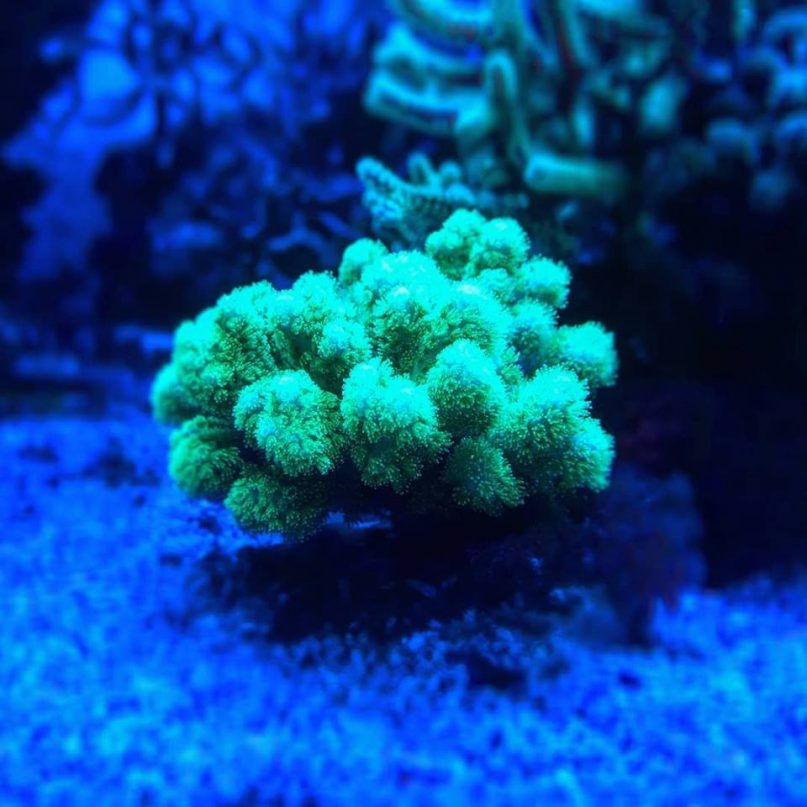 Pocillioporas ultra verdes oiga!! Y en breve esquejes!! Y es que no es por nada, pero las Pocis son corales que se nos dan de vicio :D