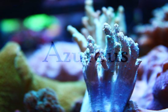 ¿Has probado con las sinularias en tu acuario? Son corales blandos muy fáciles de mantener y de crecimiento medio-rápido. Cuando se expanden pueden hasta triplicar el tamaño que tienen cerrados.