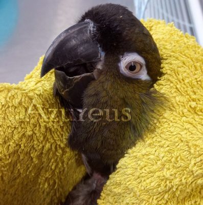 El barranquero fue una especie de loro muy común en los años 90 por su bajo precio. No obstante, dado que eran muy ruidosos, ahora cada vez se ven menos.