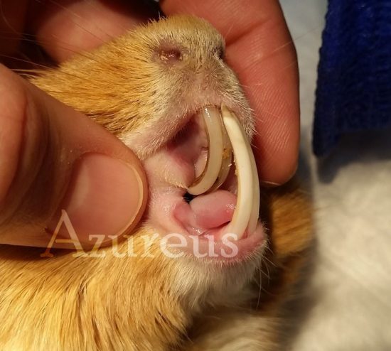 El sobrecrecimiento dental en cobayas y conejos no es algo infrecuente por desgracia. Hay que controlar estos sobrecrecimientos regularmente vigilando la boca. La inmensa mayoría de ellos vienen por dar una dieta incorrecta. Es por ello que recomendamos revisarlos en consulta siempre al mínimo una vez cada año (y lo mejor es una vez cada 6 meses).