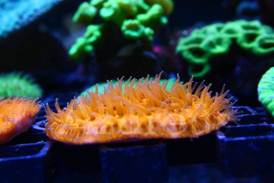 Las fungias naranjas de nuestros acuarios de corales están IMPRESIONANTES. Y es que con la luz actínica son bestiales!!