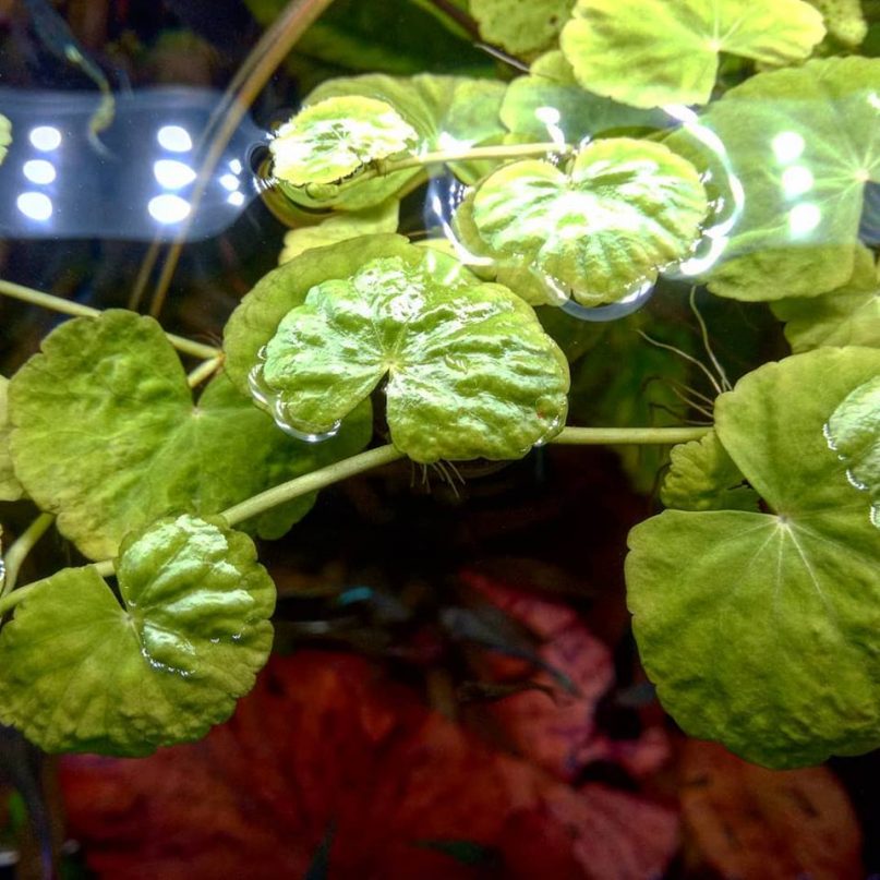 Estas hydrocotiles están preciosas. Con sus grandes y largos tallos, que además pueden desarrollar raíces aéreas, son las plantas perfectas para las puestas de los bettas y para el refugio de los alevines.