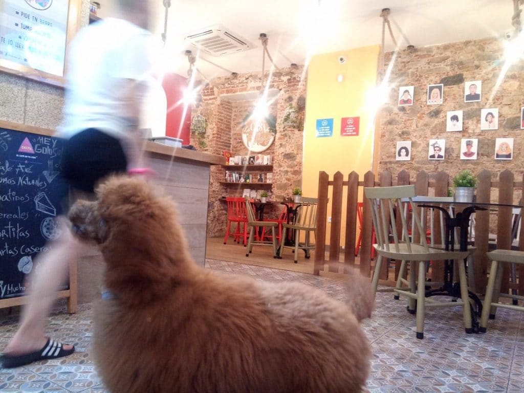 La casa del goloso en Cáceres, tu cafetería para disfrutar con tu peludete ;)