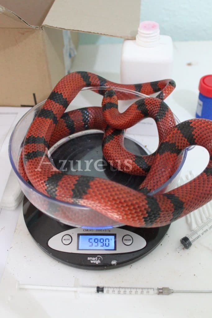 A todos los reptiles es muy importante realizarles un control de peso periódico. No lo olvides :)