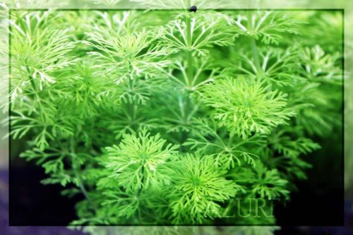 Tenemos una nueva remesa de Ambulias sessiliflora en Azureus. Corre que crecen a 3 cm al día y se escapan del acuario :P