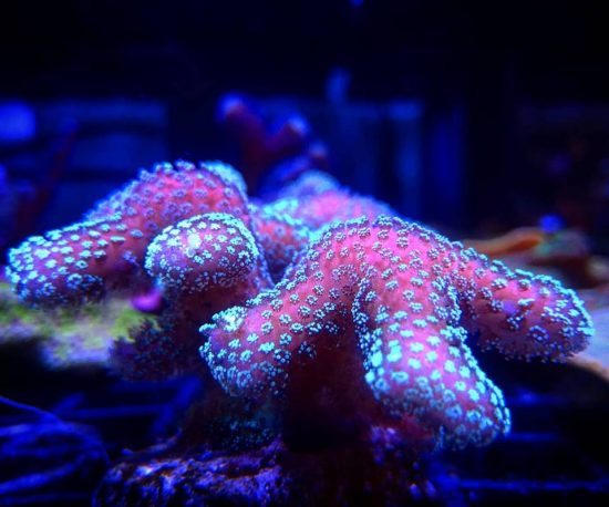Estos esquejes de Stylophora están geniales. Es un coral que crece muy bien y cuyos colores son muy vistosos durante el día.